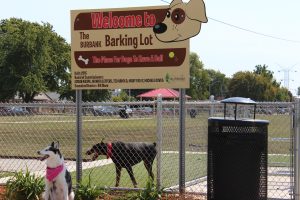 Dog Park 1
