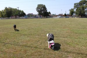 Dog Park 3
